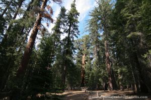 Mariposa Grove