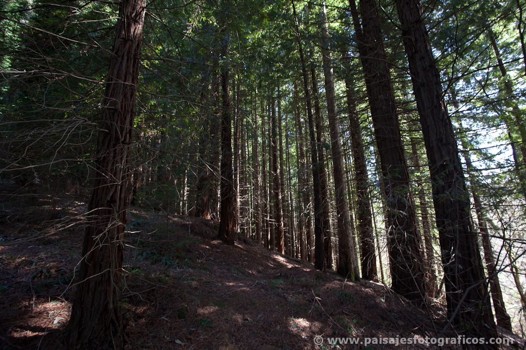 Monumento Natural de las Sequoias del Monte Cabezón