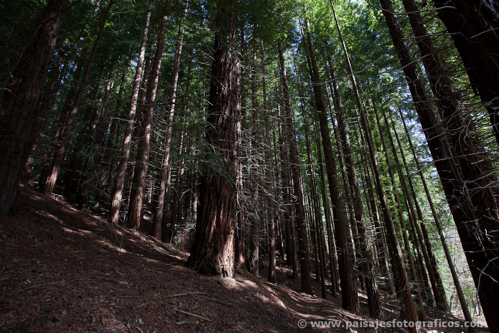 Monumento Natural de las Sequoias del Monte Cabezón